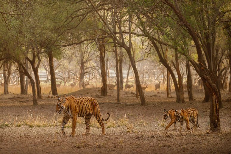 Wintry Mountain Landscape